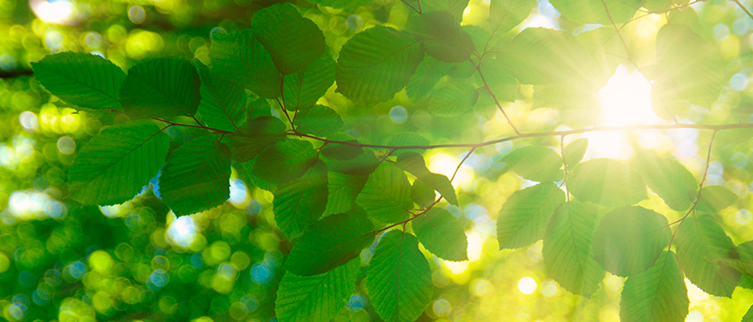 Sonnenlicht scheint durch grüne Blätter im Wald.